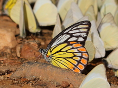 Prioneris sita