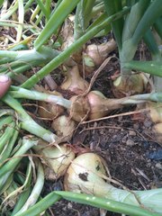 Allium cepa aggregatum