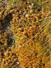 Drosera rotundifolia image
