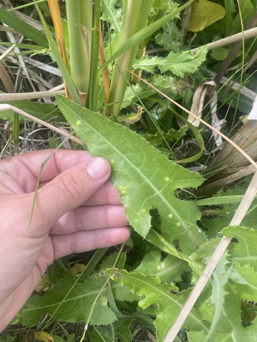 Cystiphora sonchi photographed in North Dakota