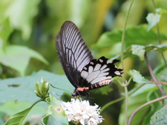 Pachliopta pandiyana