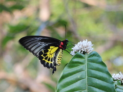 Troides minos