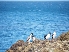 Leucocarbo purpurascens