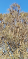 Allocasuarina verticillata