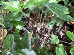 Asarum caudigerum