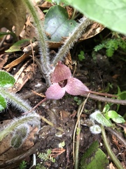 Asarum caudigerum