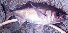 Antarctic Butterfish photo 4