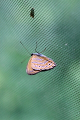 Sevenia amulia