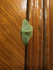 Pelagodes antiquadraria