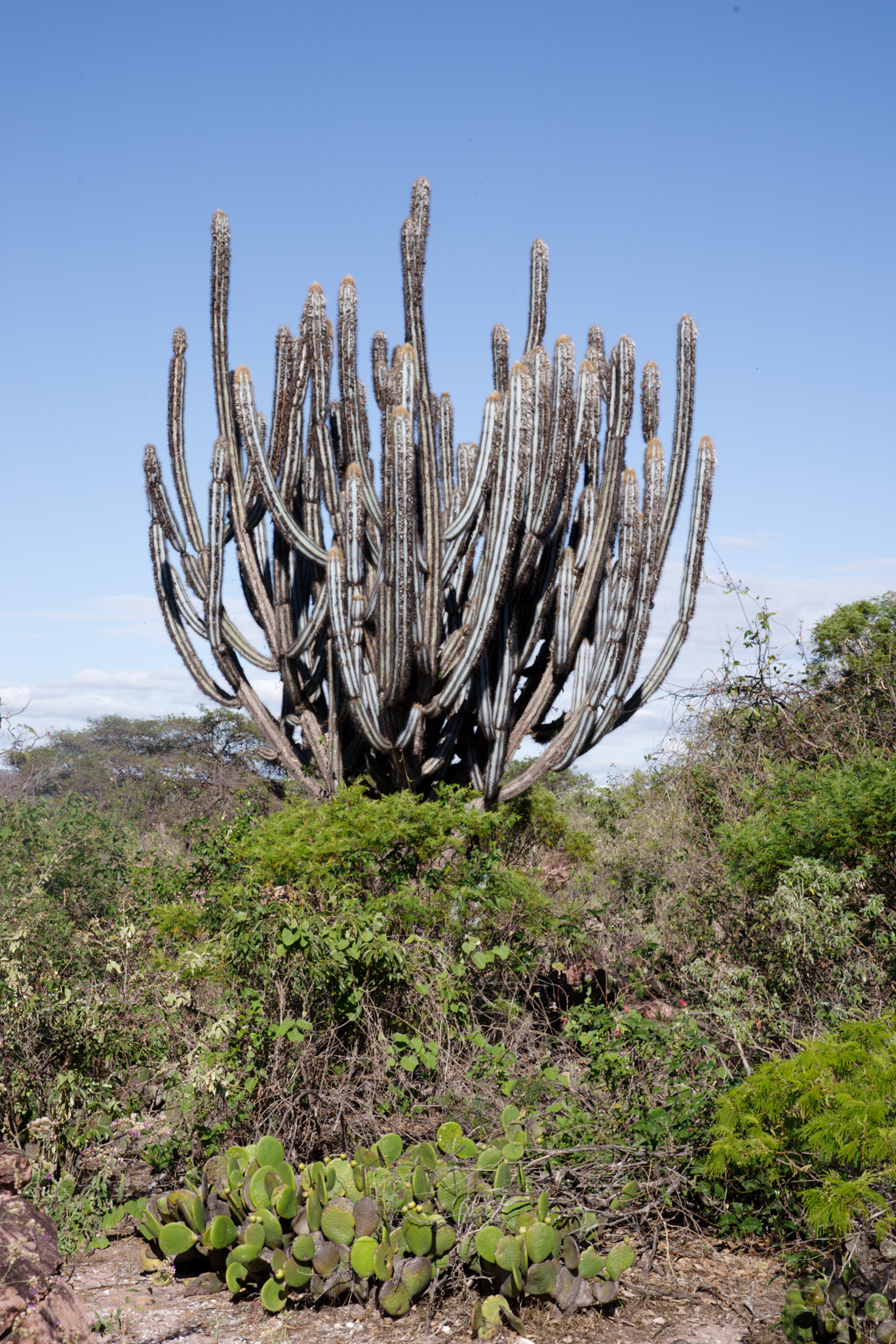 Pilosocereus pachycladus