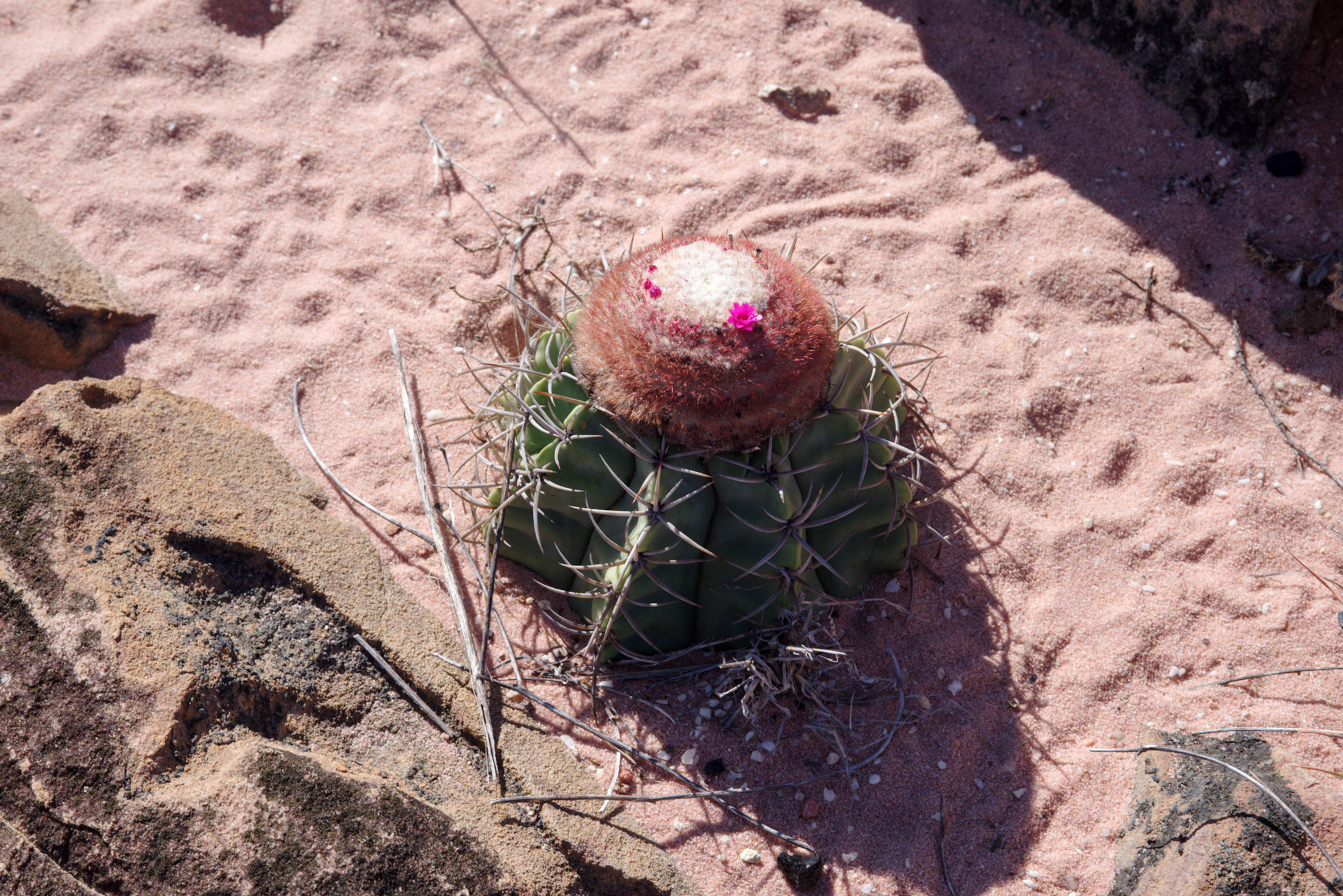 Melocactus concinnus