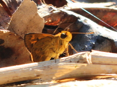 Oriens goloides