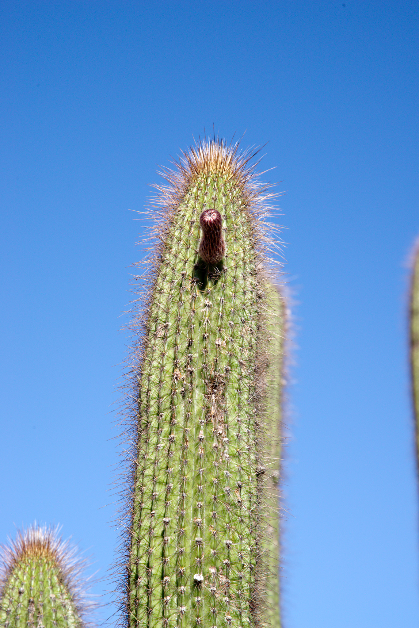 Facheiroa squamosa