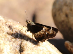 Hyarotis adrastus