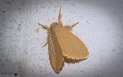Euproctis fimbriata