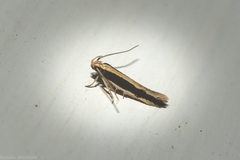 Macrenches eurybatis