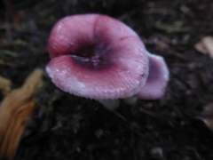 Russula queletii