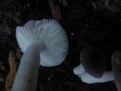 Russula queletii