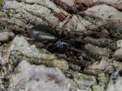 Coelotes transiliensis