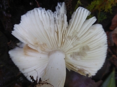 Pluteus salicinus