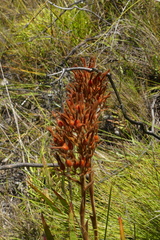Dilatris viscosa