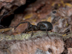 Coelotes transiliensis