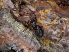 Coelotes transiliensis
