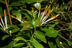 Agelanthus natalitius