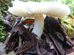 Pluteus salicinus