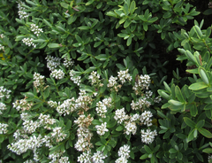 Veronica topiaria