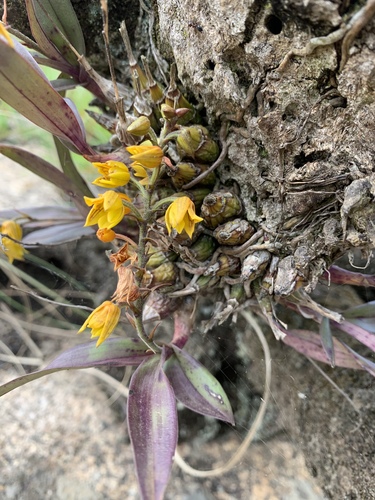 Ngome Snout Orchid