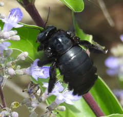 Xylocopa perforator