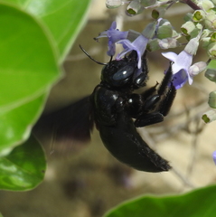 Xylocopa perforator