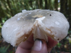 Pluteus salicinus