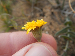 Othonna perfoliata