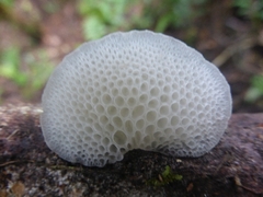 Favolaschia pustulosa