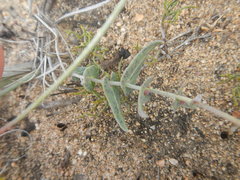 Othonna perfoliata