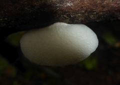 Favolaschia pustulosa