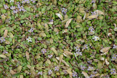 Glossostigma elatinoides