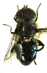 Helophilus hochstetteri