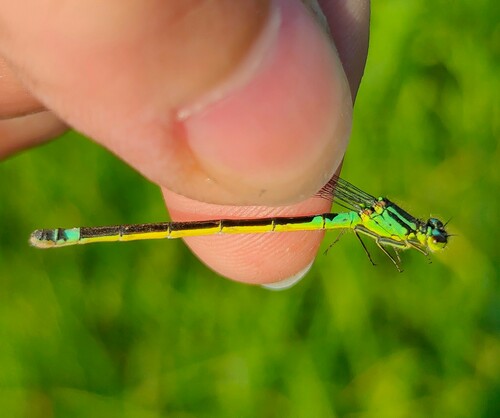 Norfolk damselfly