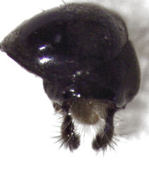 Helophilus hochstetteri