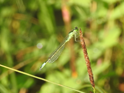 Norfolk damselfly
