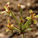 Pelargonium aciculatum - Photo (c) Gigi Laidler, algunos derechos reservados (CC BY-NC), subido por Gigi Laidler