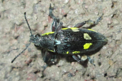 Polyclaeis longicornis