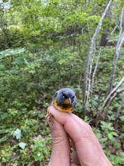 Setophaga americana image