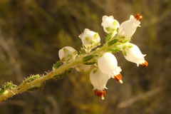 Erica racemosa