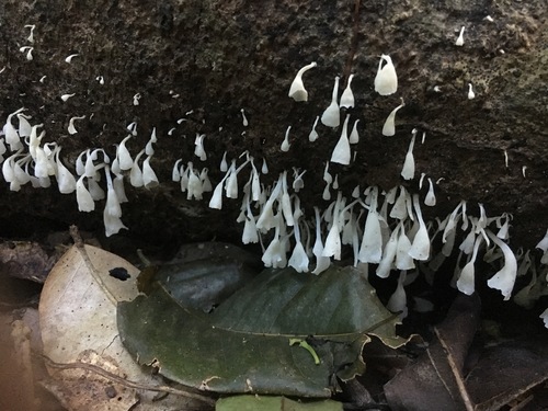 Calyptella longipes image