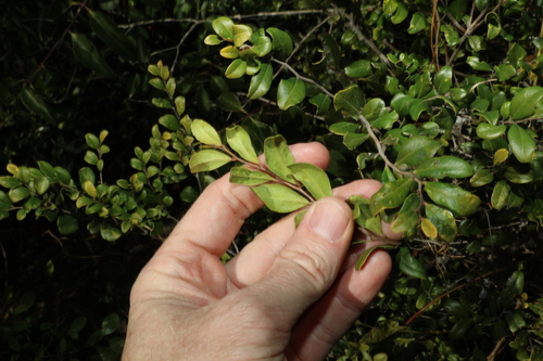 Image of Diospyros humilis by (c) Greg Tasney, some rights reserved (CC BY-SA)