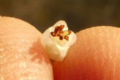 Erica racemosa
